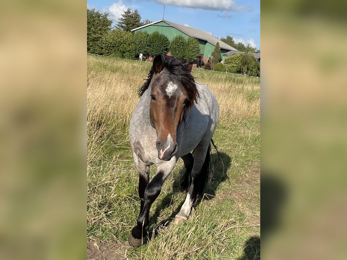 Welsh D (Cob) Hingst Brunskimmel in Wilster