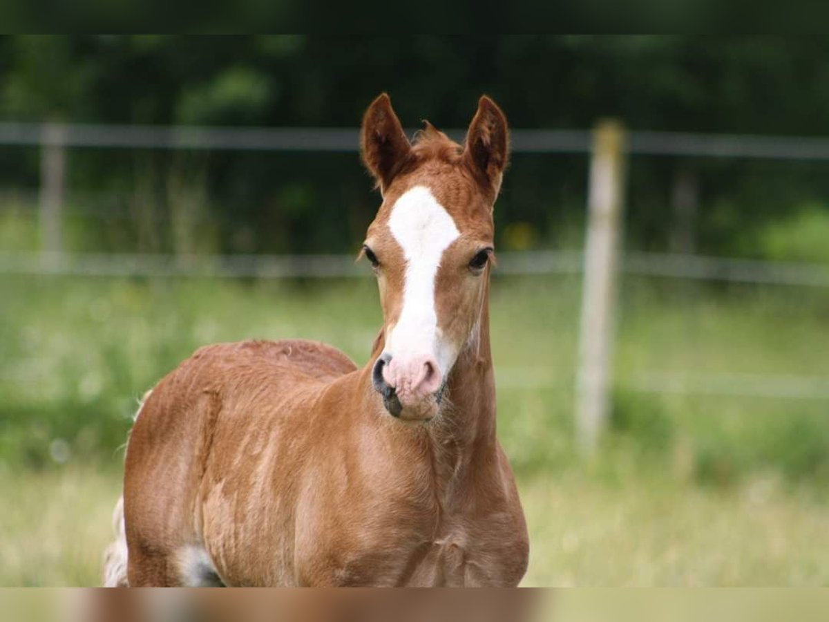 Welsh D (Cob) Hingst Föl (05/2024) 150 cm fux in Bad Vöslau