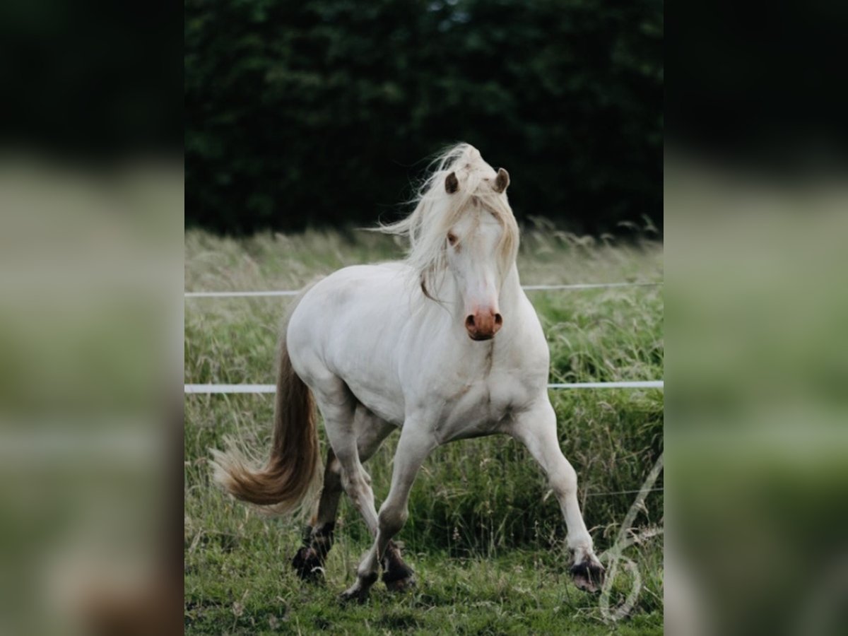 Welsh D (Cob) Hingst Perlino in Itzehoe