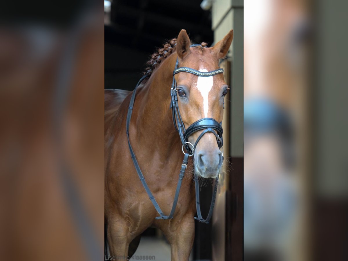 Welsh D (Cob) Mare 10 years 14,2 hh Chestnut in Uelsen