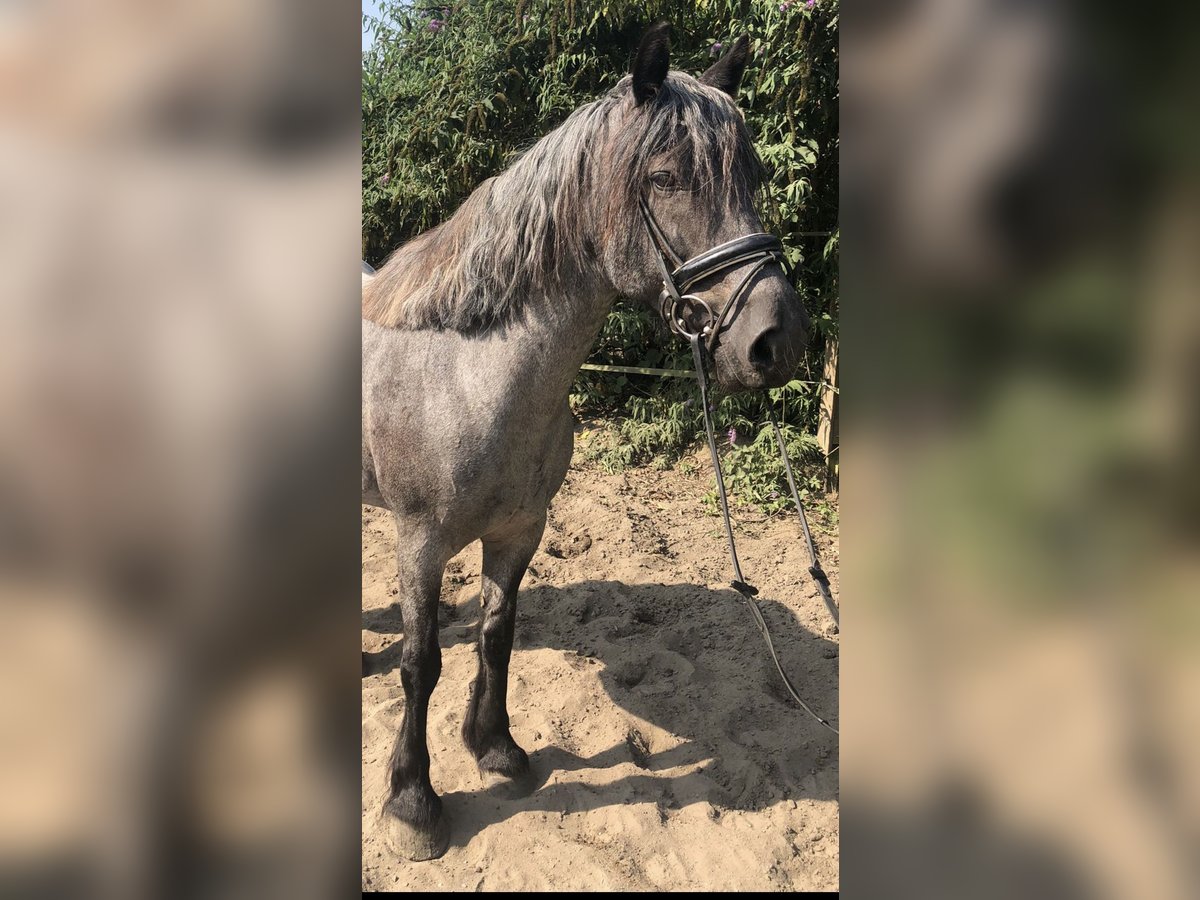 Welsh D (Cob) Mare 10 years 14,3 hh Roan-Blue in Oberhausen