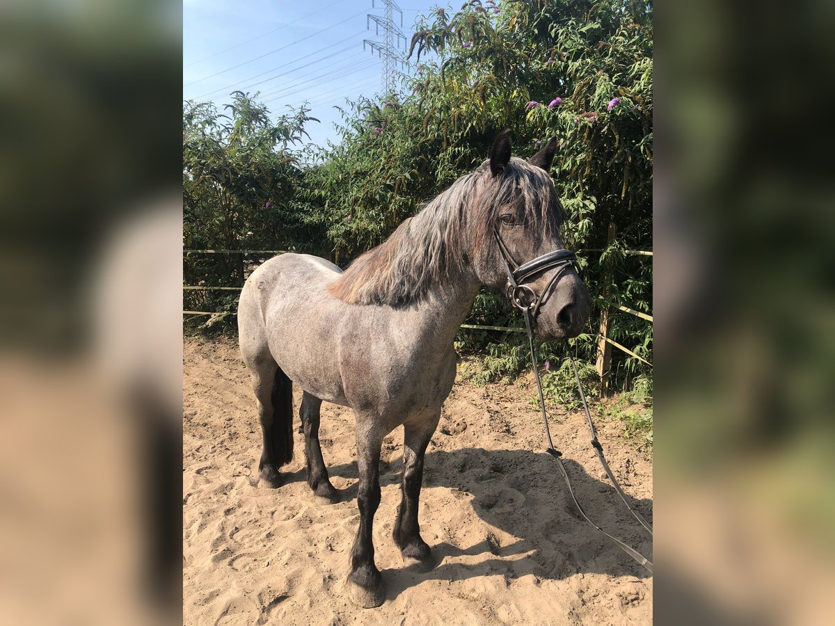 Welsh D (Cob) Mix Mare 10 years 14,3 hh Roan-Blue in Oberhausen