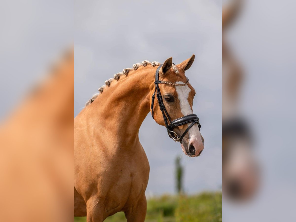 Welsh D (Cob) Mare 11 years 14,2 hh Palomino in Uelsen