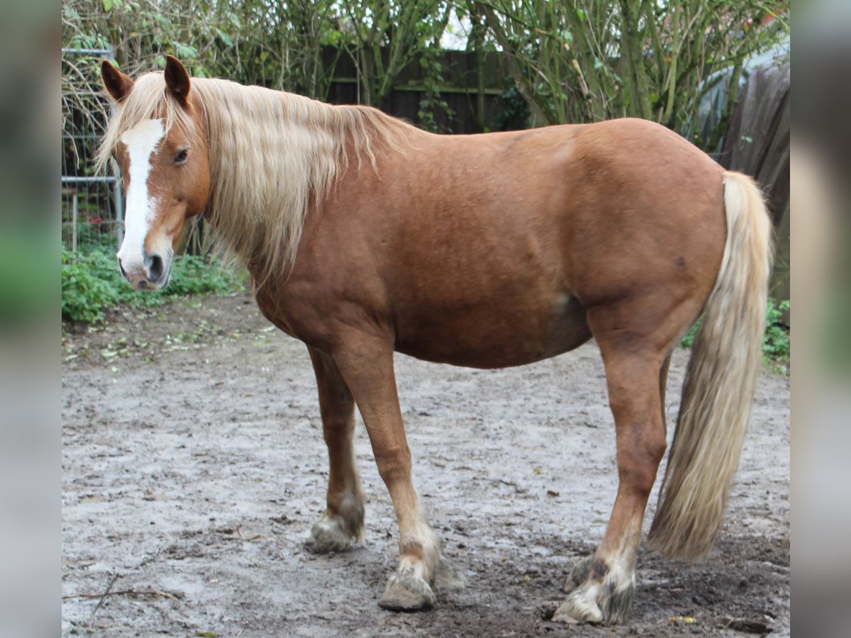 Welsh D (Cob) Mare 11 years 14,3 hh Chestnut-Red in Waltersdorf