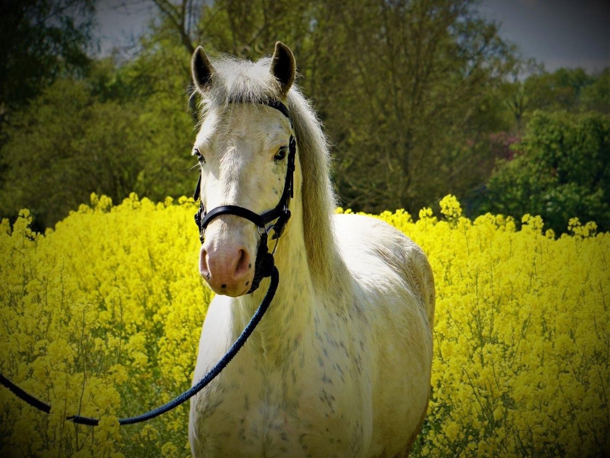 Welsh D (Cob) Mix Mare 11 years 14 hh Perlino in Blekendorf