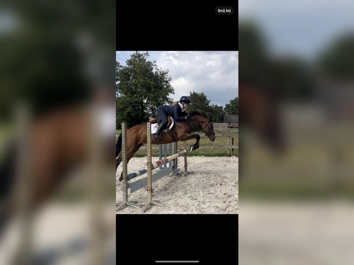 Welsh D (Cob) Mare 13 years 14,1 hh Bay-Dark in Harkema