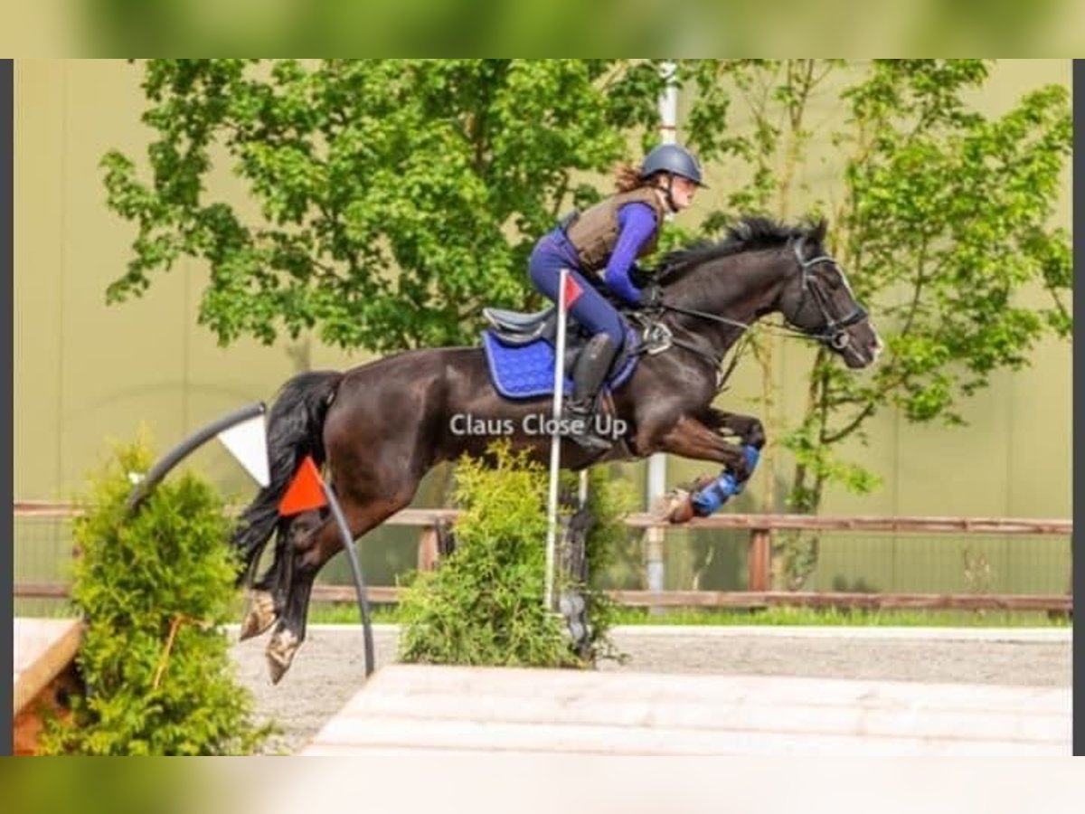 Welsh D (Cob) Mare 14 years 14,2 hh Black in Vragender