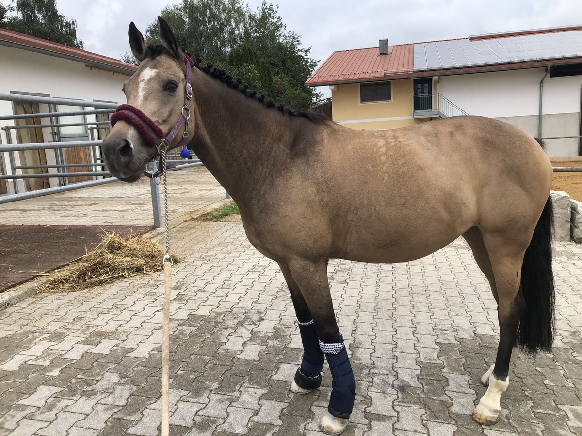 Welsh D (Cob) Mare 14 years 14,2 hh Dun in Erding