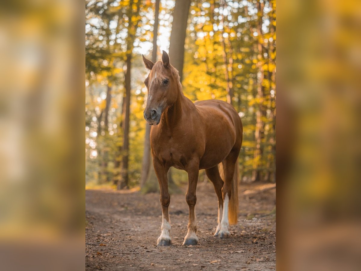 Welsh D (Cob) Mare 14 years 14 hh Chestnut-Red in Tönisvorst