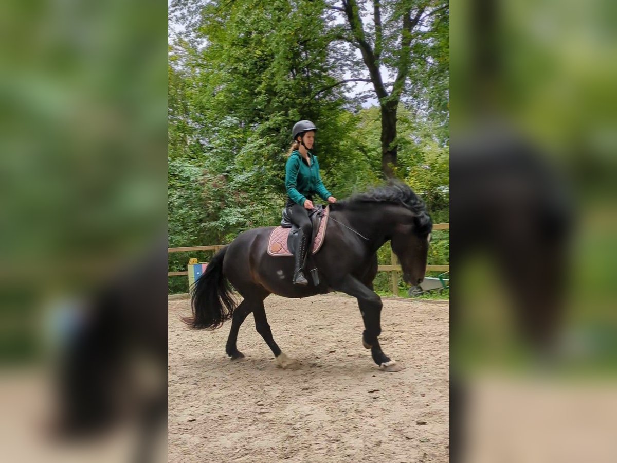 Welsh D (Cob) Mare 14 years 15,1 hh Bay-Dark in Wallenhorst