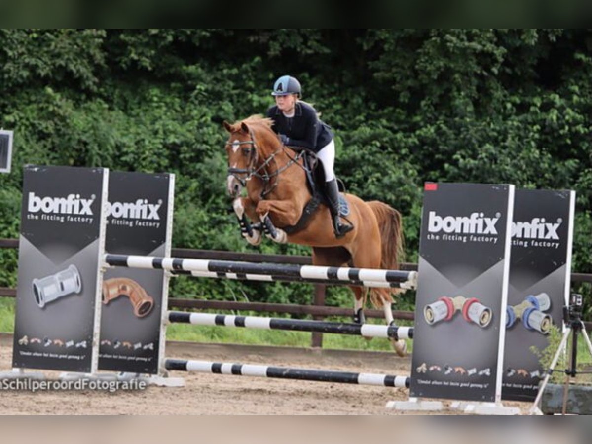 Welsh D (Cob) Mare 15 years 14,1 hh Chestnut-Red in Warmenhuizen