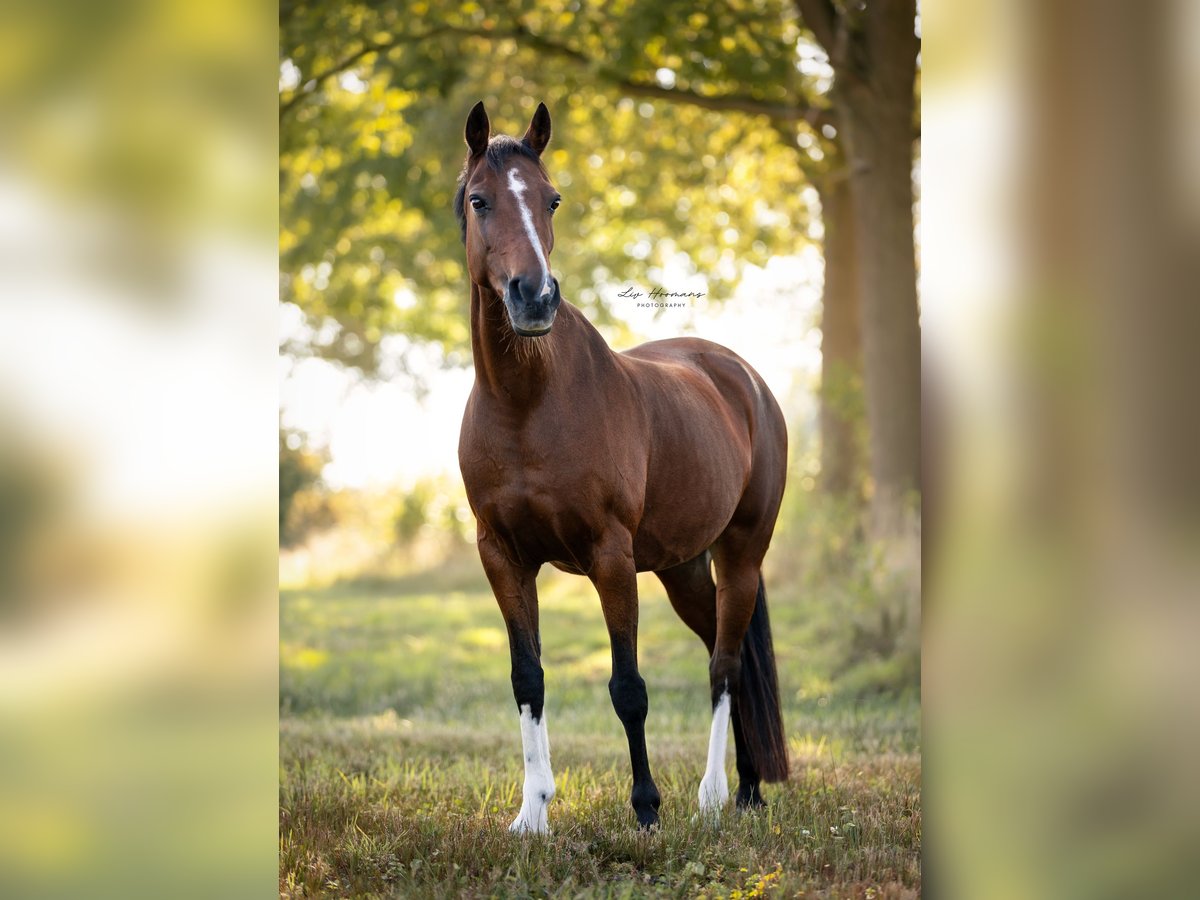 Welsh D (Cob) Mare 18 years 13,3 hh Brown in Lattrop-Breklenkamp