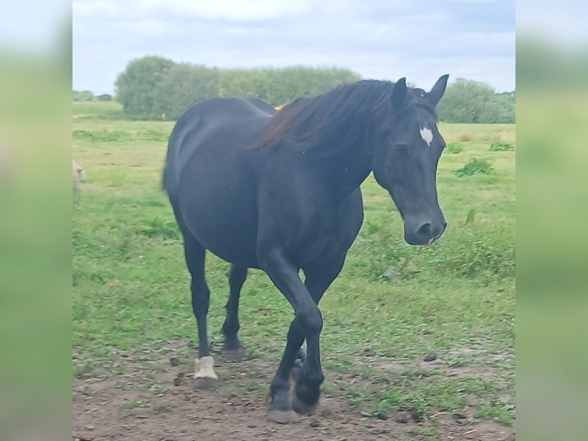 Welsh D (Cob) Mare 18 years 14,2 hh Black in Großefehn