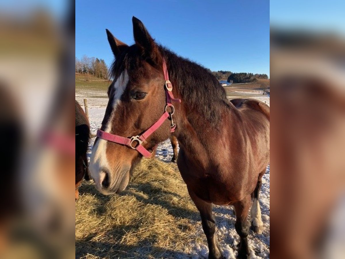 Welsh D (Cob) Mare 18 years 14,2 hh Brown in Pabneukirchen