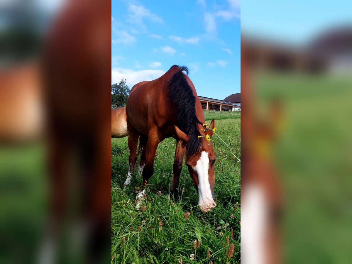 Welsh D (Cob) Mare 18 years 14 hh Brown in Ampflwang