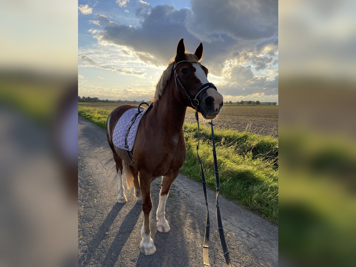 Welsh D (Cob) Mare 19 years 13,3 hh Chestnut-Red in Welver