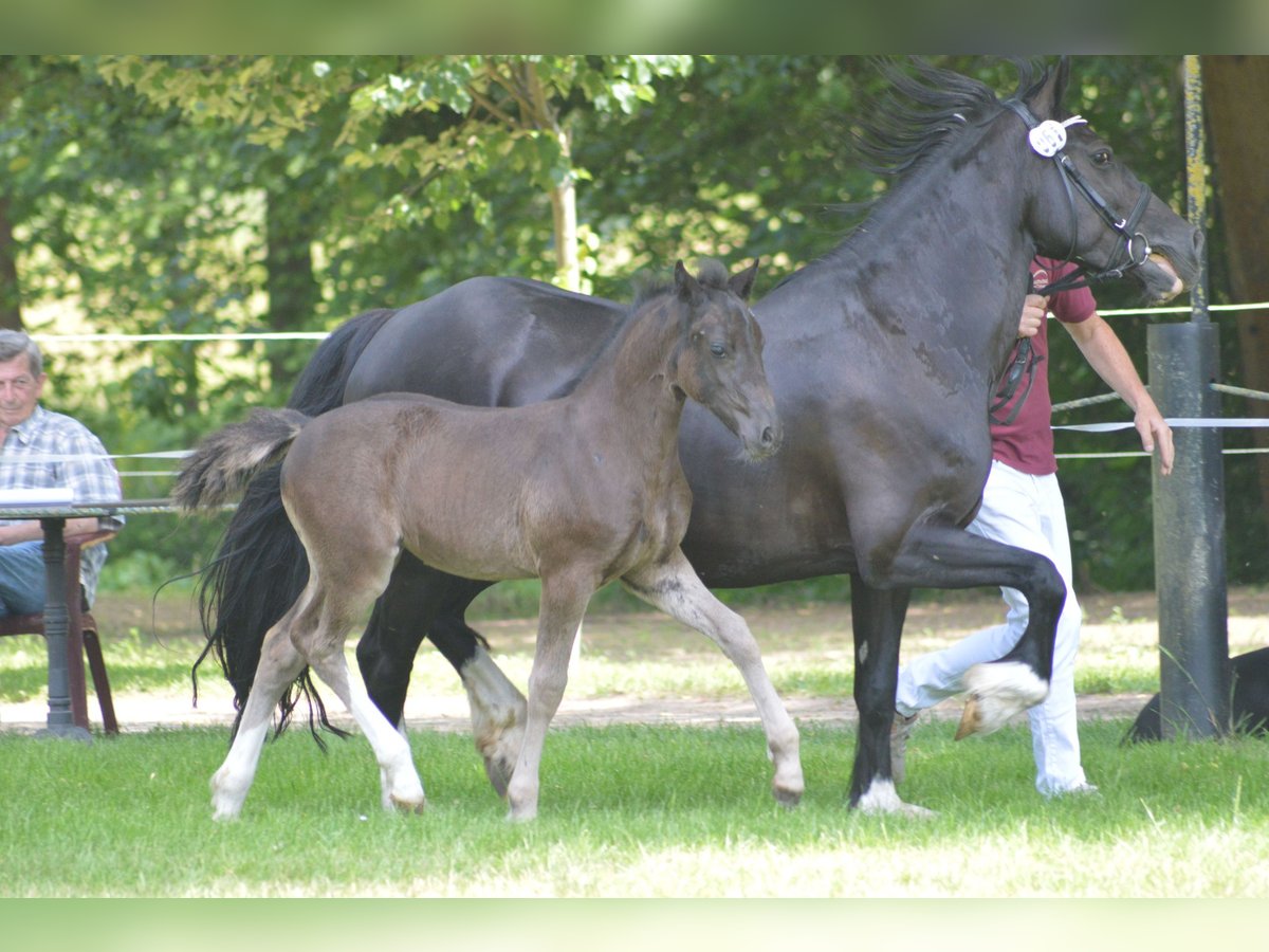 Welsh D (Cob) Mare 1 year Black in Fockendorf