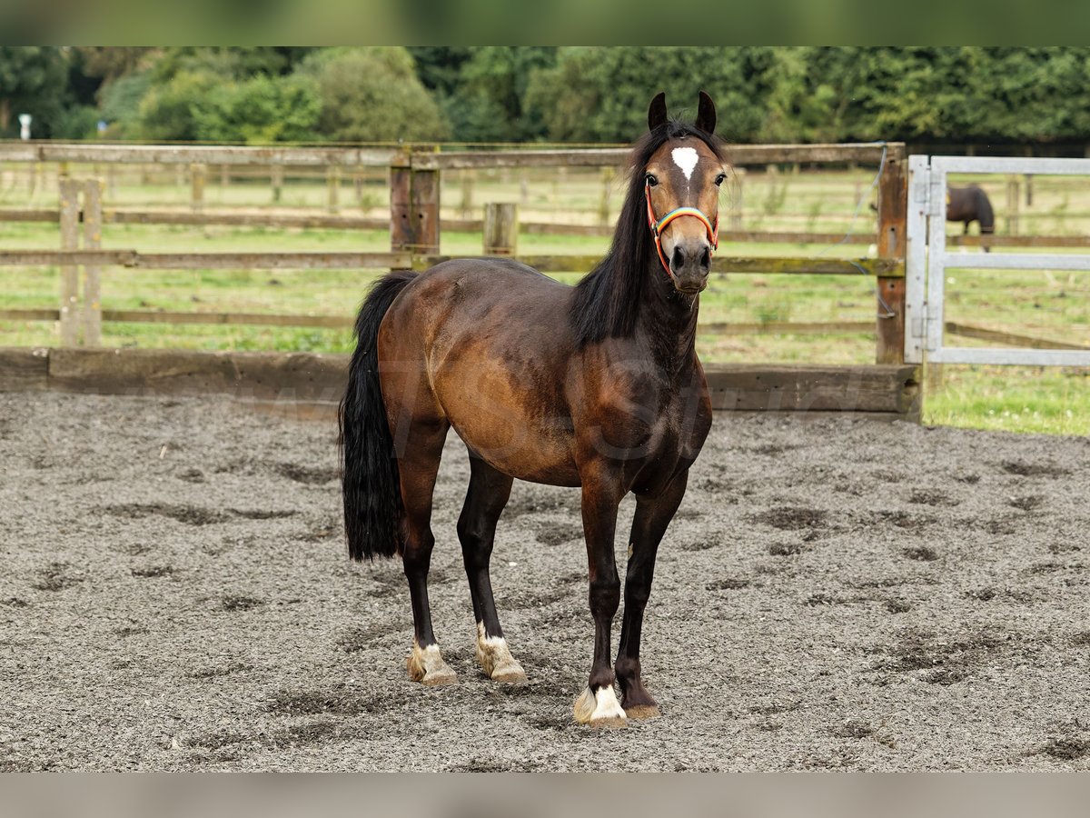 Welsh D (Cob) Mare 2 years 14,2 hh Brown in Meerbusch