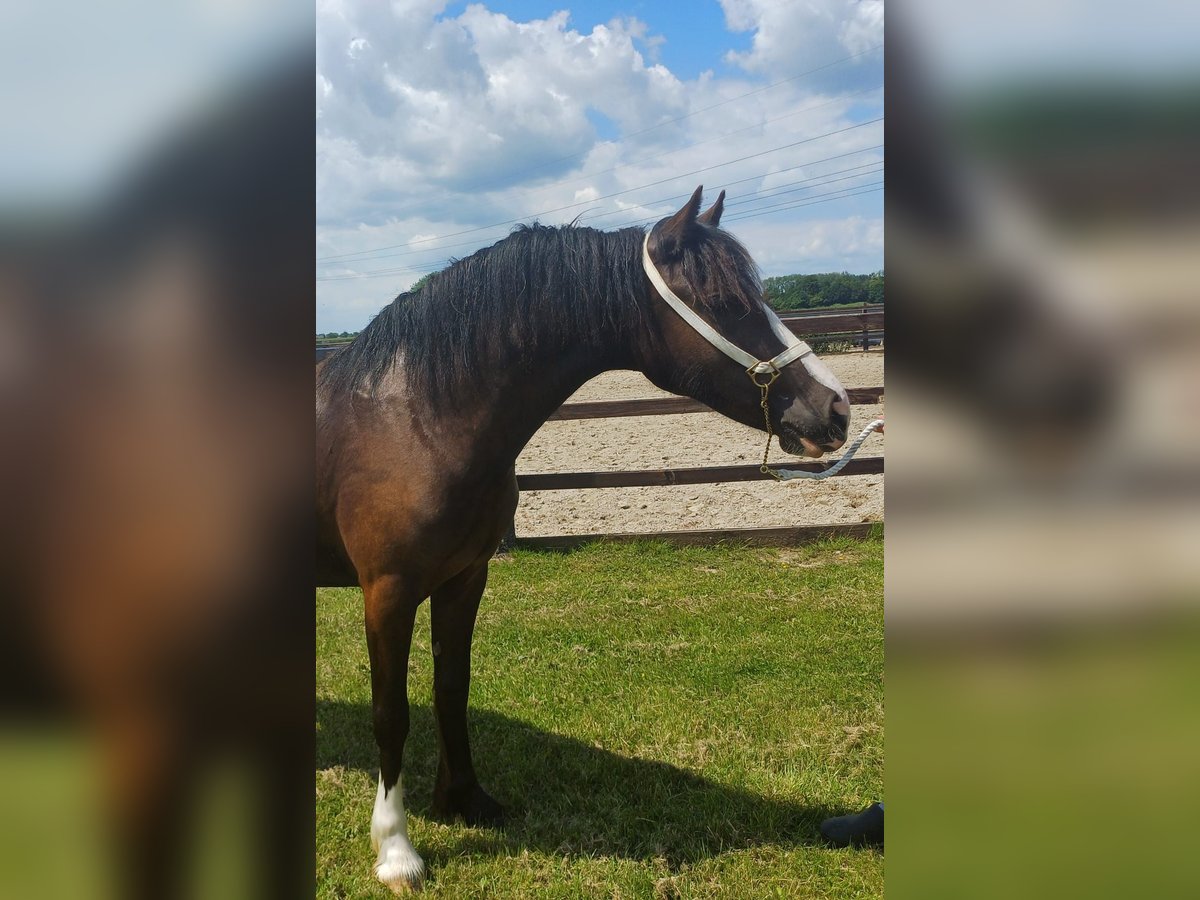 Welsh D (Cob) Mare 2 years 14,2 hh Smoky-Black in Zoelen