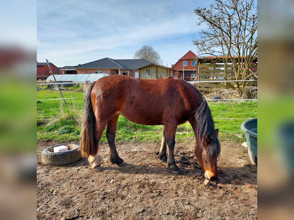 Welsh D (Cob) Mare 3 years 13,3 hh Brown in Traventhal