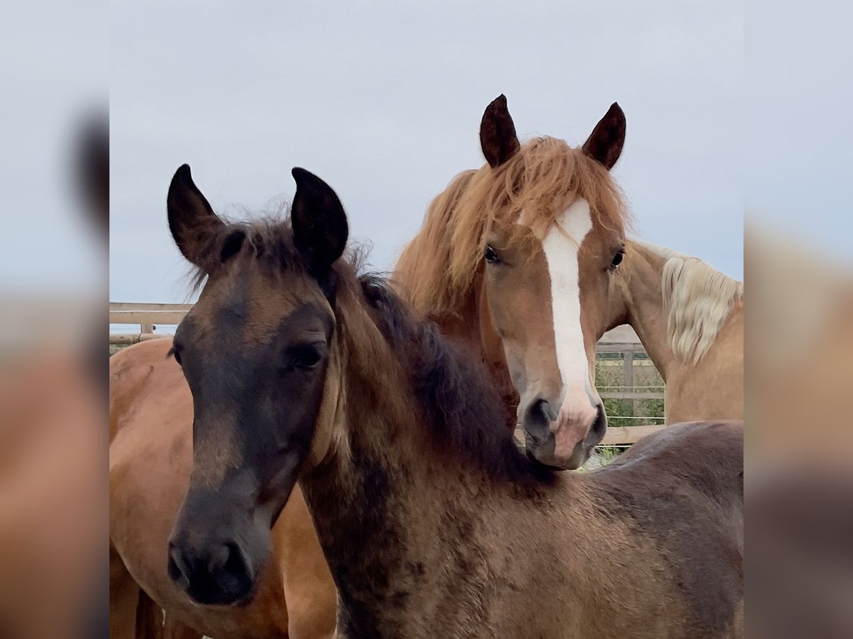 Welsh D (Cob) Mare 3 years 14,1 hh Chestnut-Red in Stahnsdorf