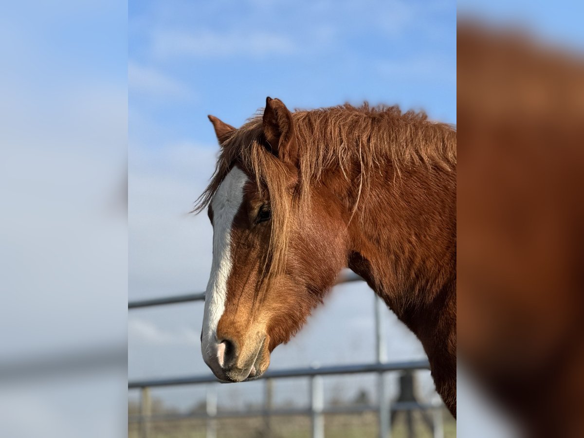 Welsh D (Cob) Mare 3 years 14,1 hh Chestnut-Red in Stahnsdorf