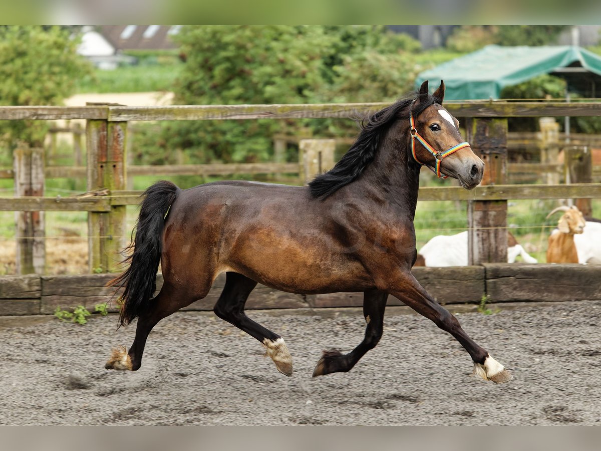 Welsh D (Cob) Mare 3 years 14,2 hh Brown in Meerbusch