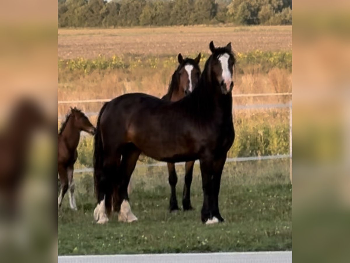 Welsh D (Cob) Mare 3 years 14 hh Bay-Dark in Ringsted