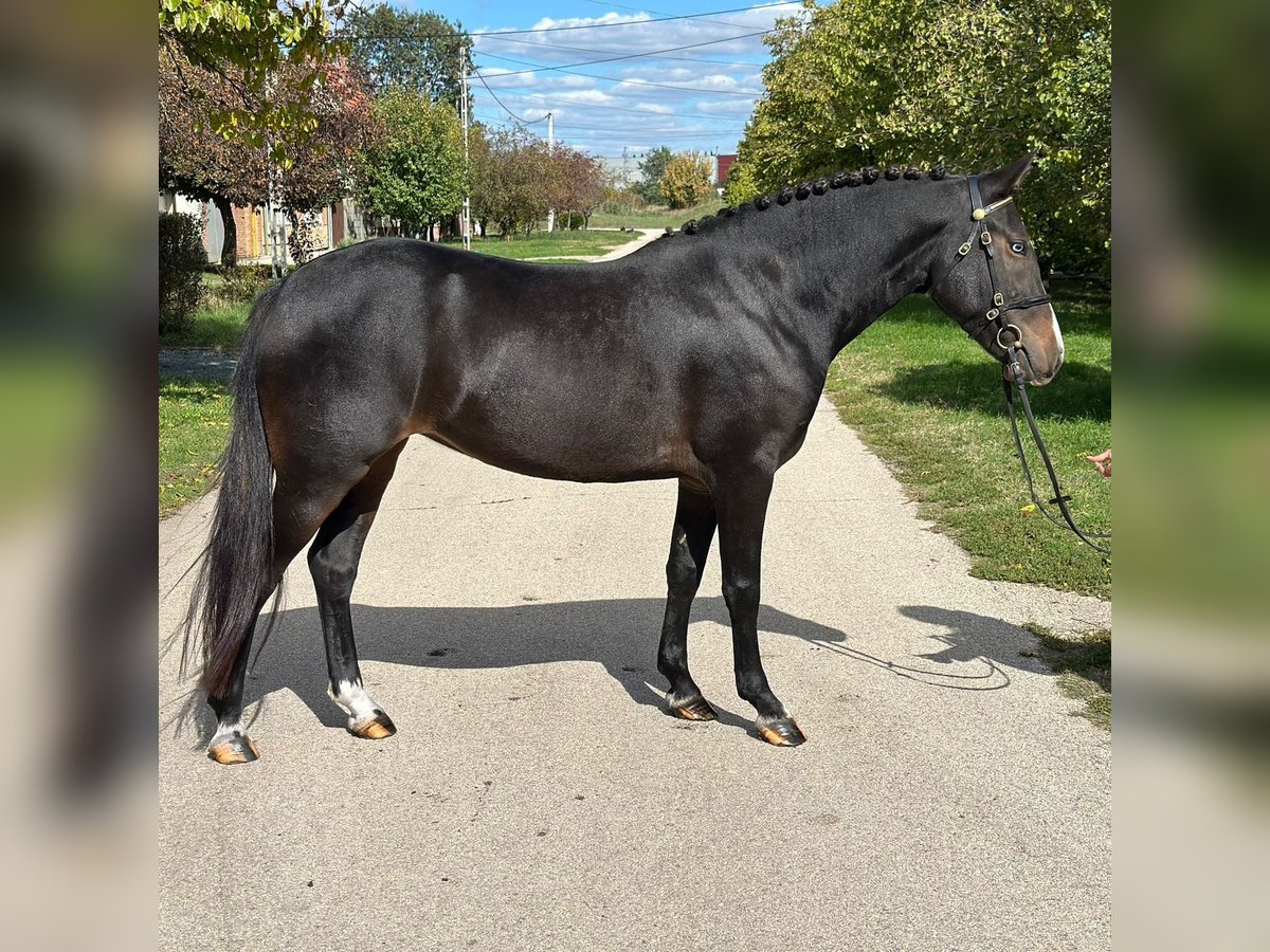 Welsh D (Cob) Mare 5 years 14,1 hh Black in Gödöllő