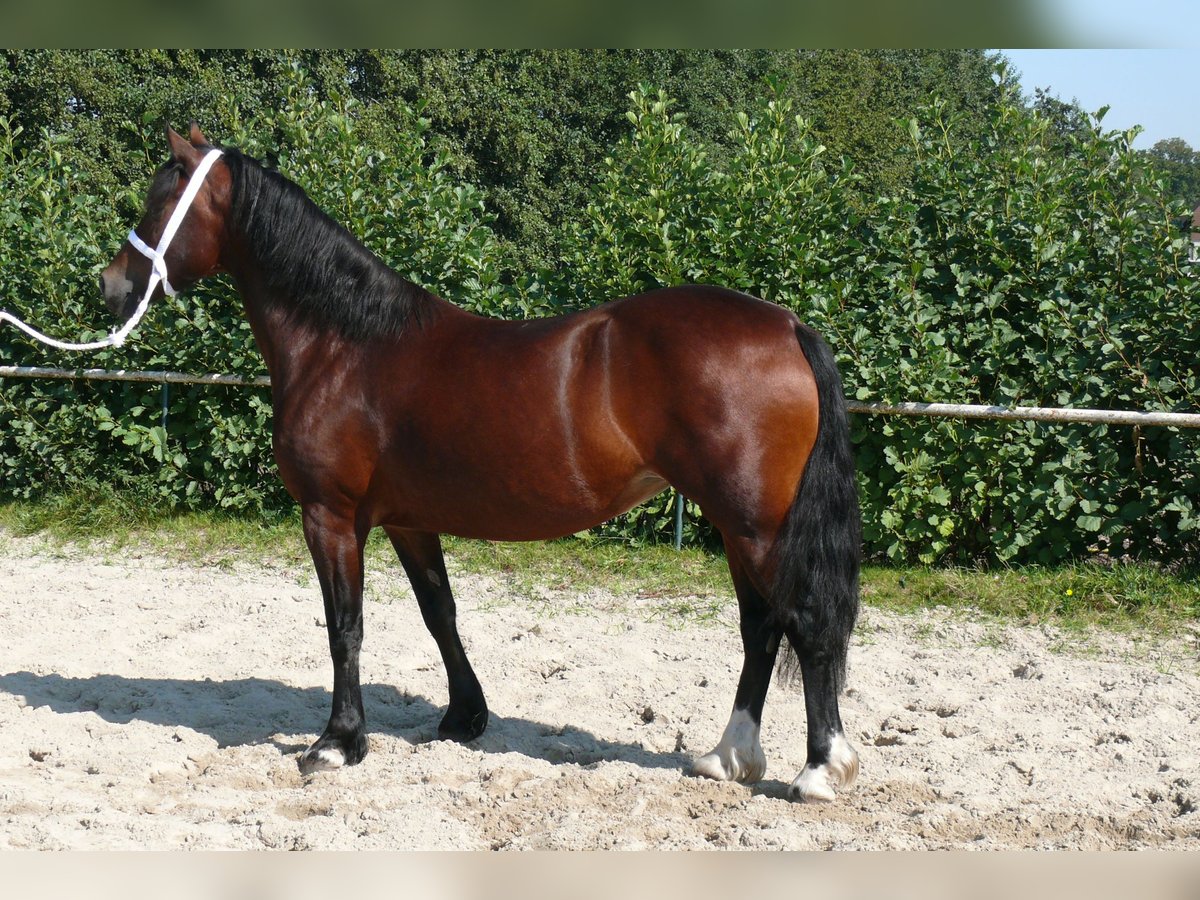 Welsh D (Cob) Mare 5 years Brown in Geldern