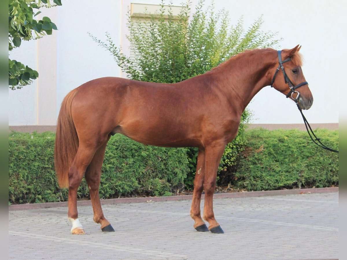 Welsh D (Cob) Mare 6 years 14,1 hh Chestnut in Budapest