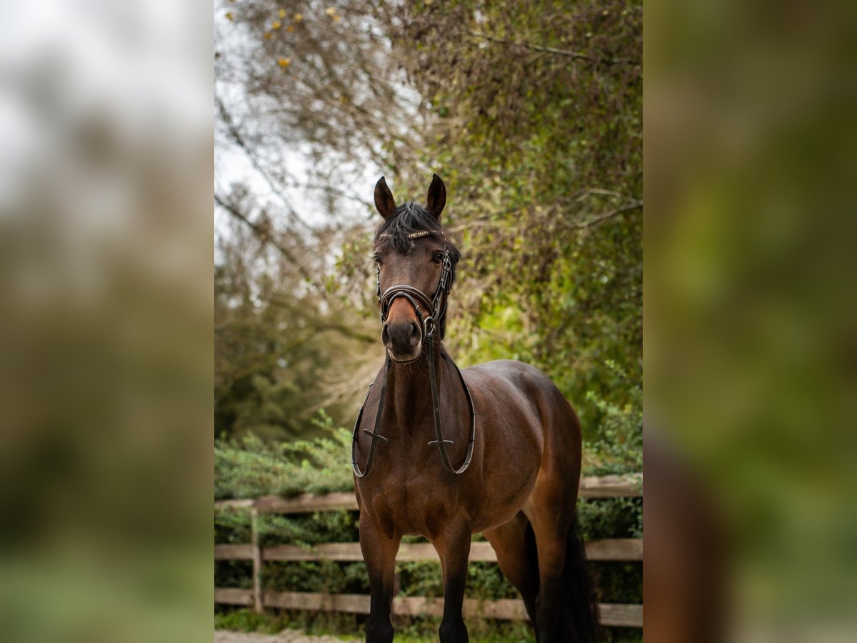 Welsh D (Cob) Mare 6 years 14,1 hh Smoky-Black in laakdal