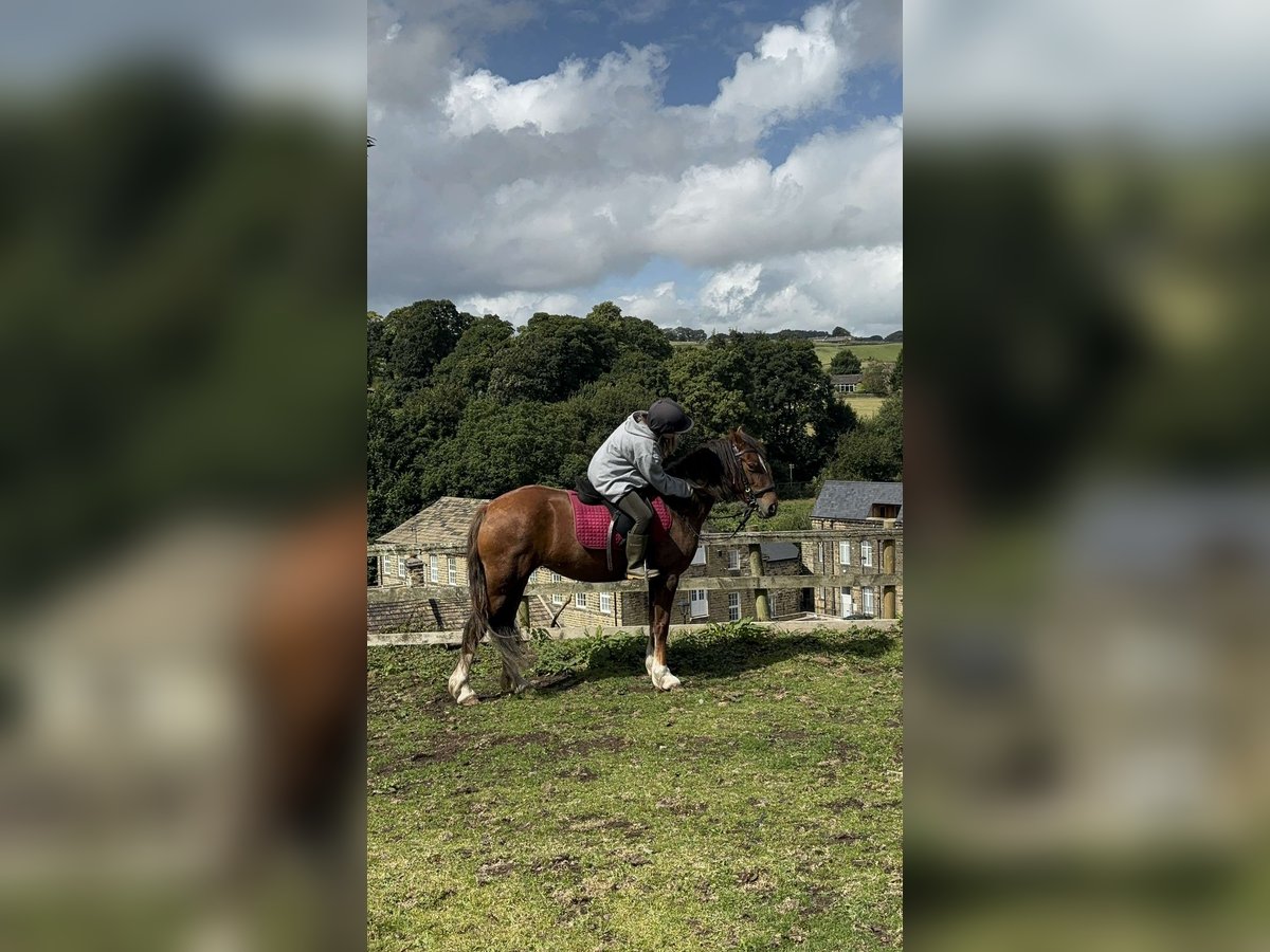 Welsh D (Cob) Mix Mare 6 years 14 hh Chestnut in Keighley