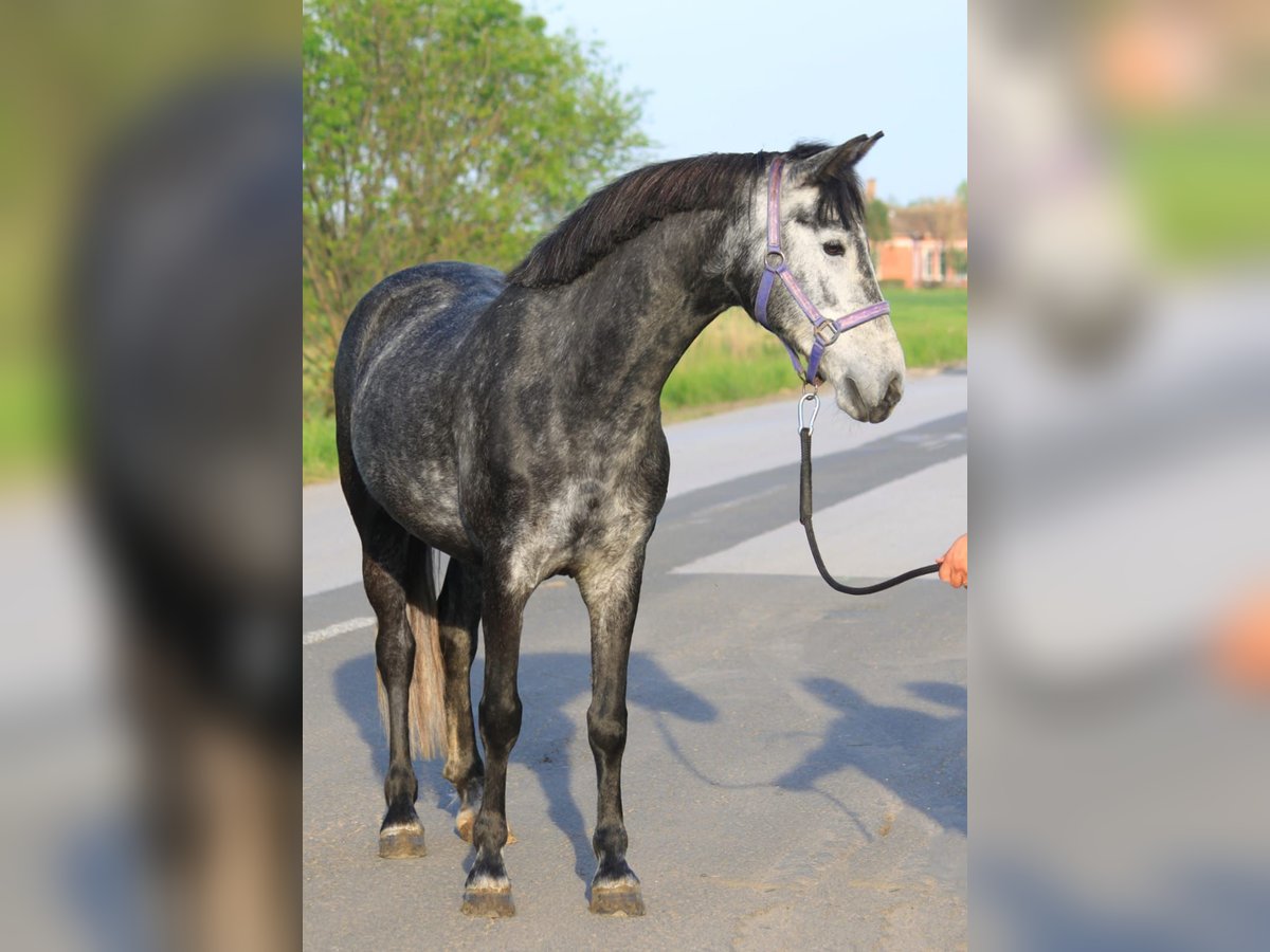 Welsh D (Cob) Mare 6 years 14 hh Gray in Borstdorf