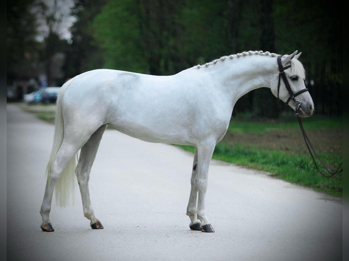 Welsh D (Cob) Mare 7 years 13,3 hh Gray in Deil