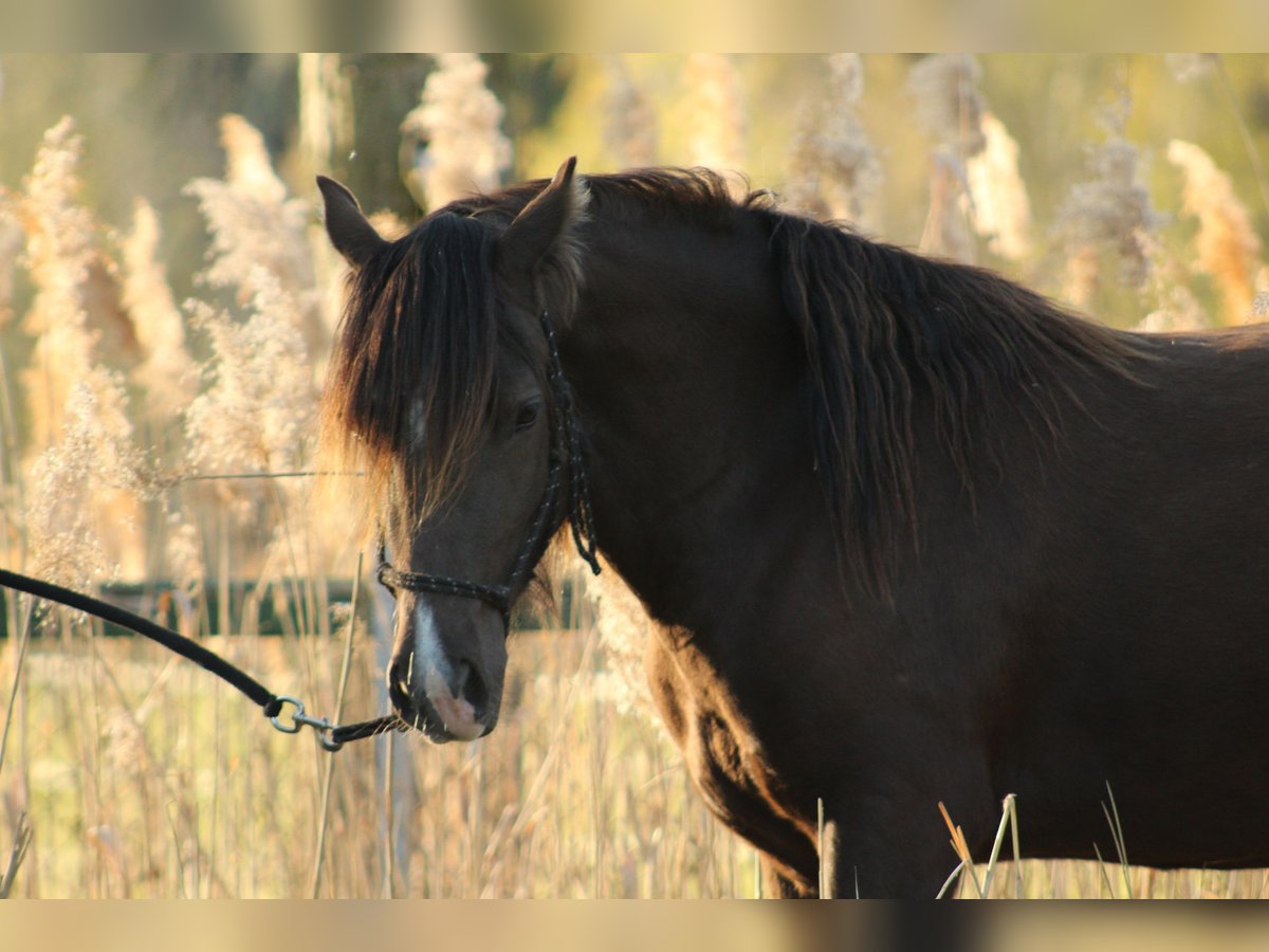 Welsh D (Cob) Mare 7 years 14,1 hh Bay-Dark in Trebbin