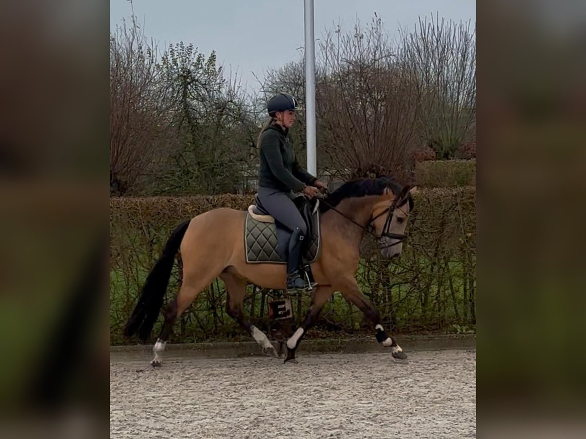 Welsh D (Cob) Mare 7 years 14 hh Dun in Groot-Ammers