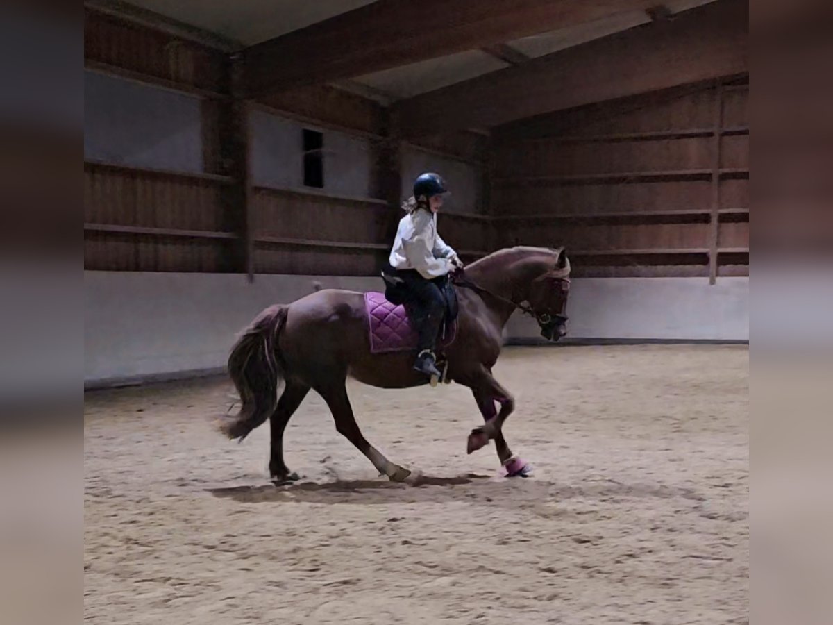 Welsh D (Cob) Mare 8 years 15 hh Chestnut-Red in Mörlenbach