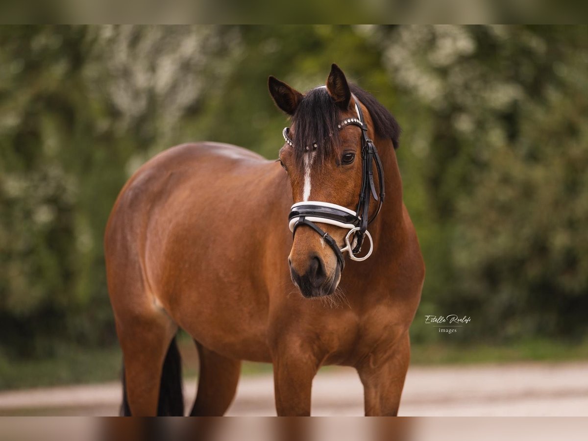 Welsh D (Cob) Mare 9 years 14,1 hh Brown in Stavoren