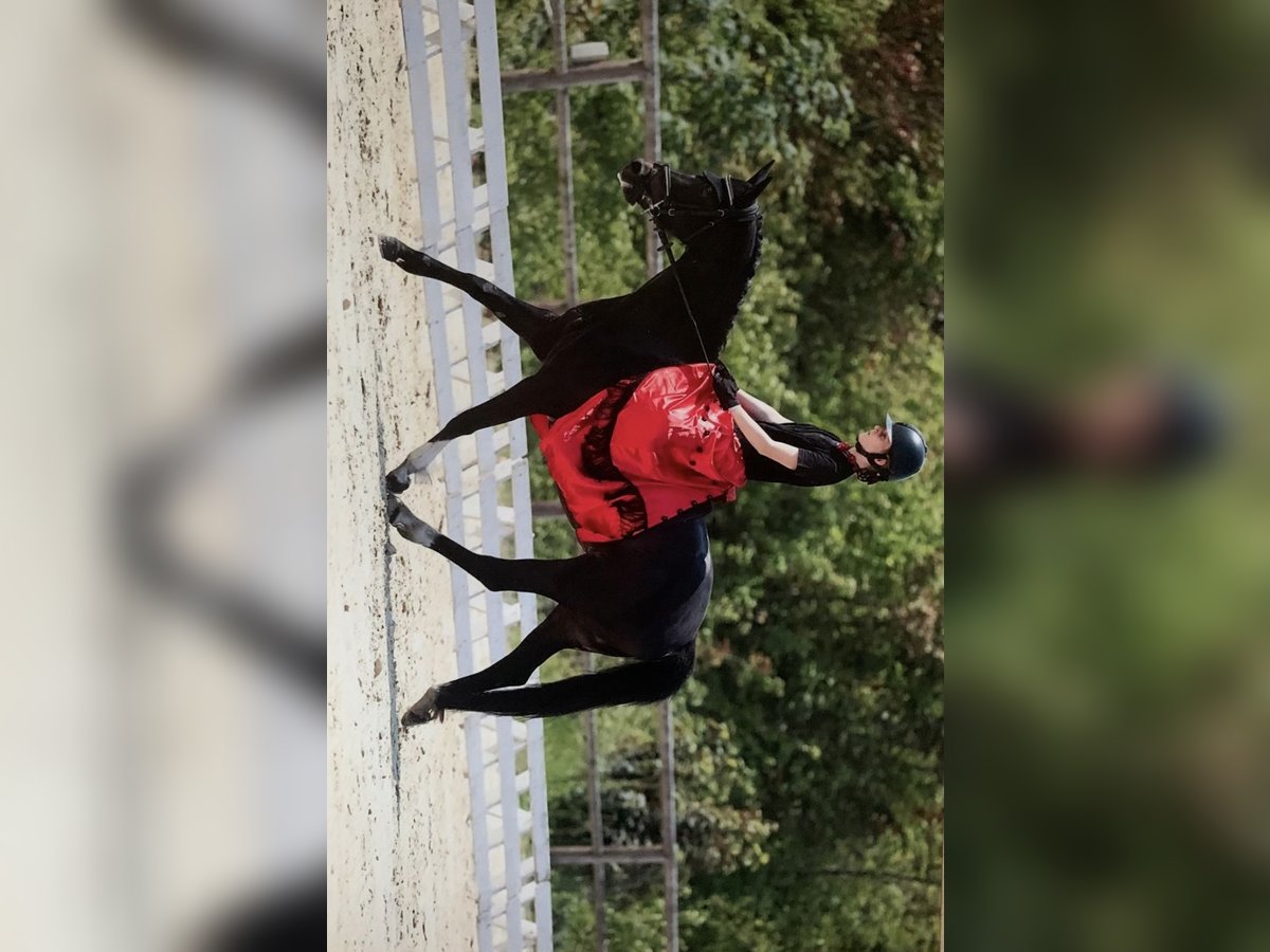 Welsh D (Cob) Mare 9 years 14 hh Smoky-Black in Haussez