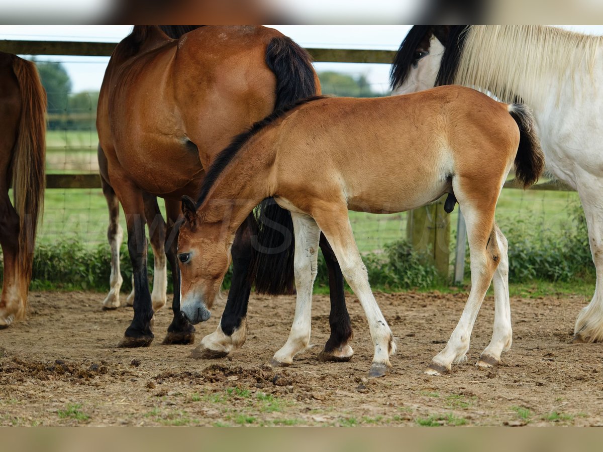 Welsh D (Cob) Stallion 1 year 14,2 hh Brown in Meerbusch