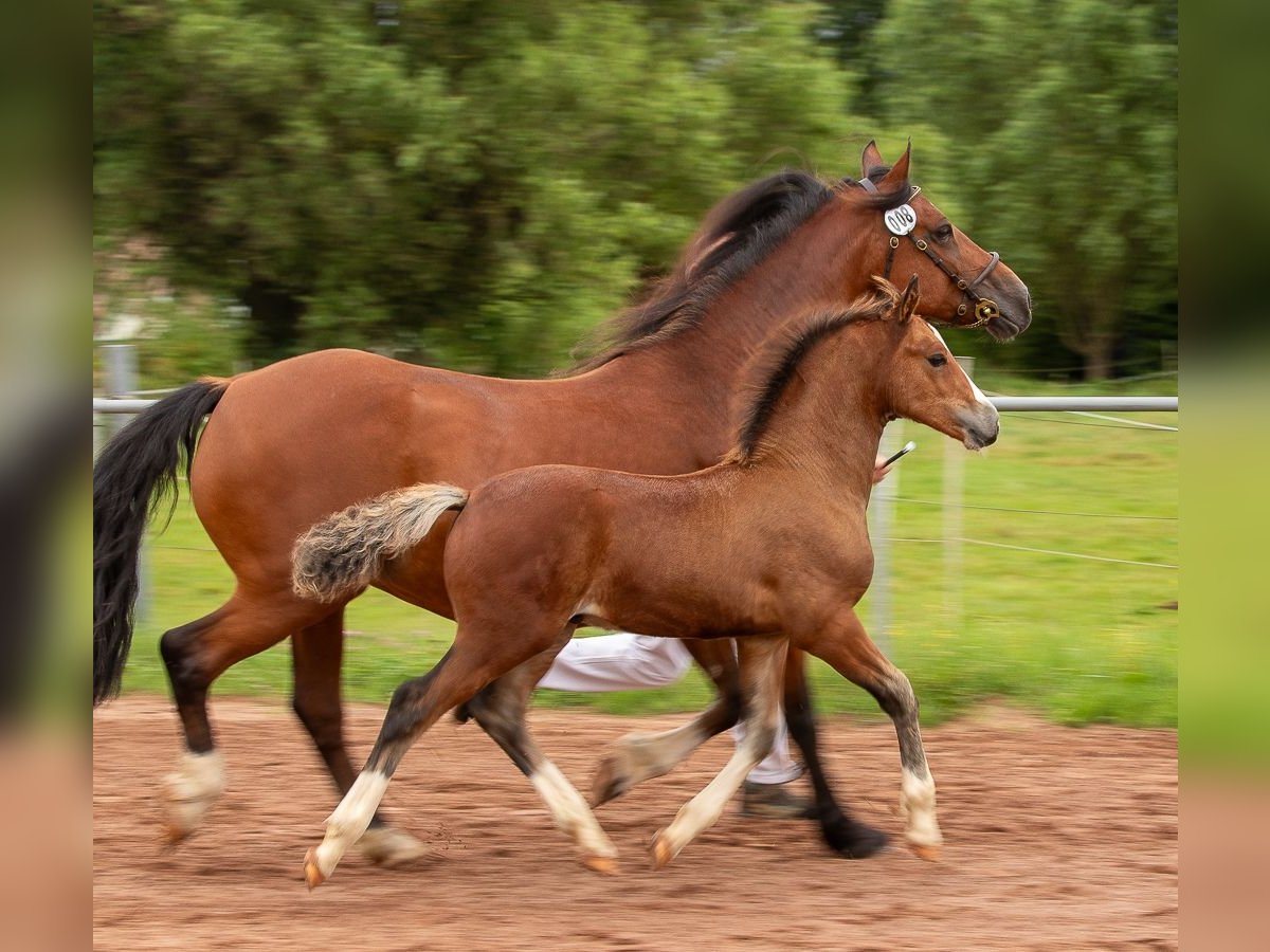 Welsh D (Cob) Stallion 1 year 14,2 hh Brown in Allenbach