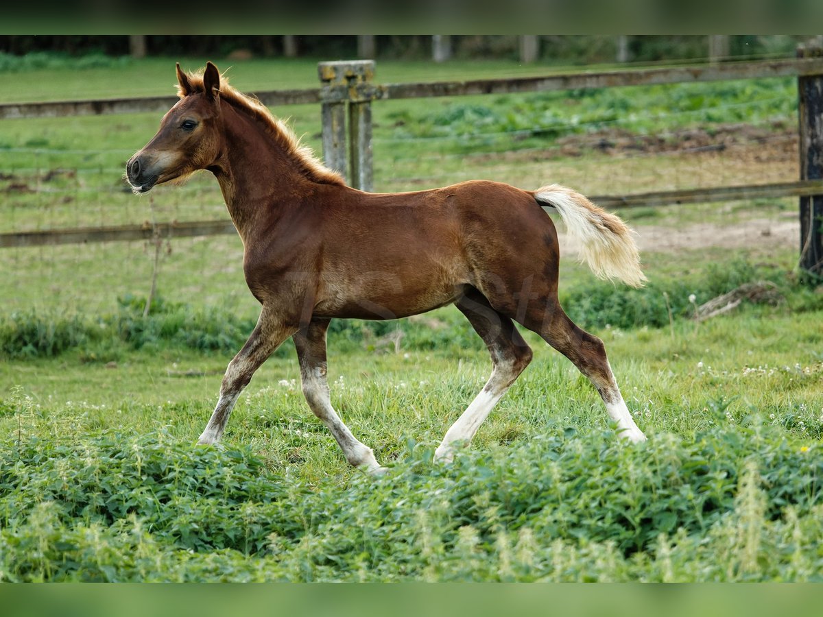 Welsh D (Cob) Stallion 1 year 14,2 hh Chestnut-Red in Meerbusch