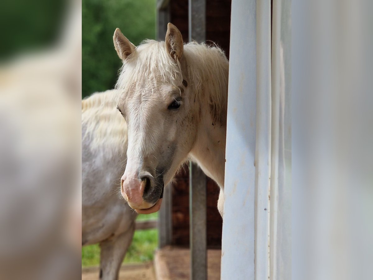 Welsh D (Cob) Stallion 1 year Palomino in Langenselbold