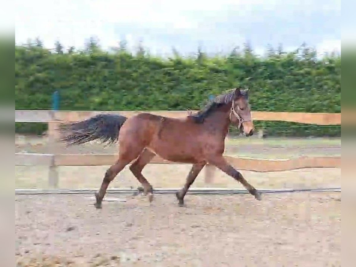 Welsh D (Cob) Stallion 2 years 14,1 hh Brown in Páty