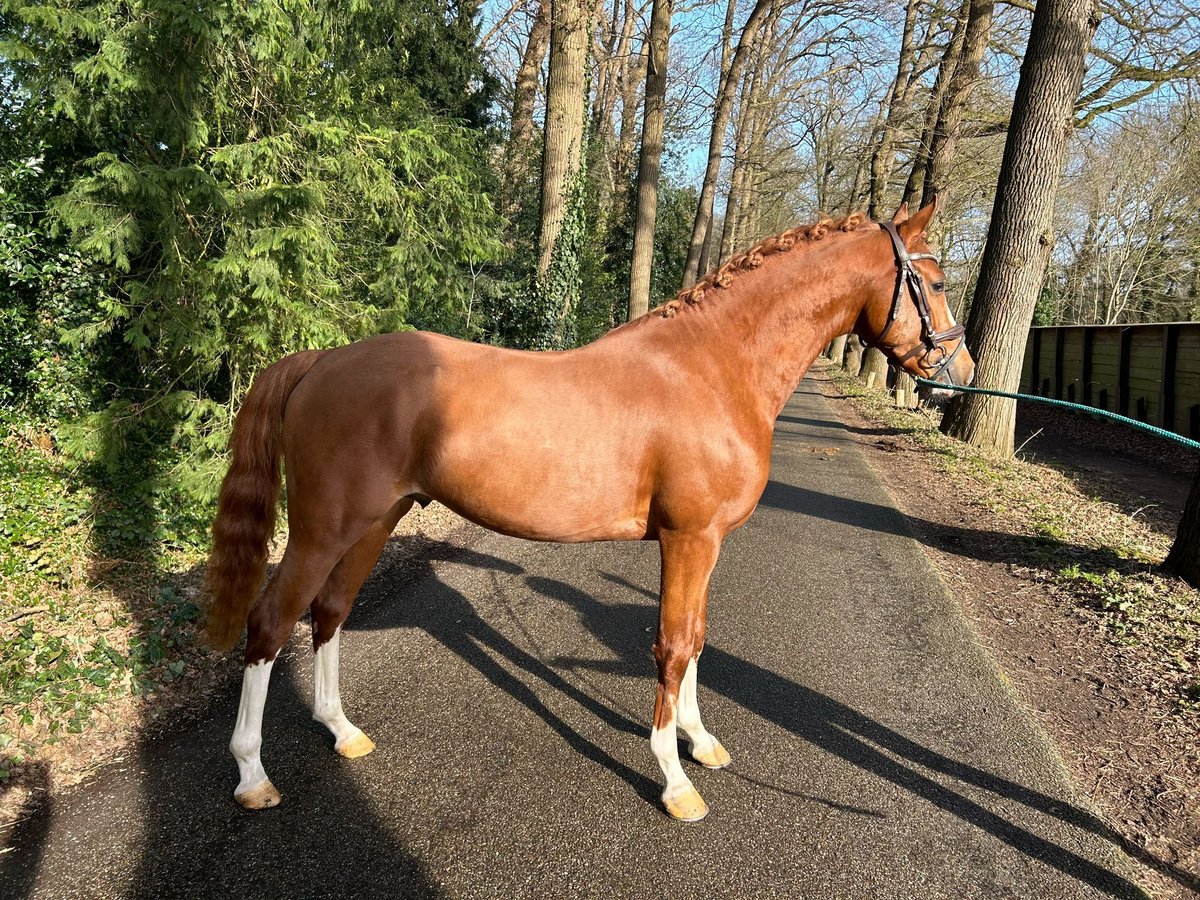 Welsh D (Cob) Stallion 3 years 14,1 hh Chestnut-Red in Bilthoven