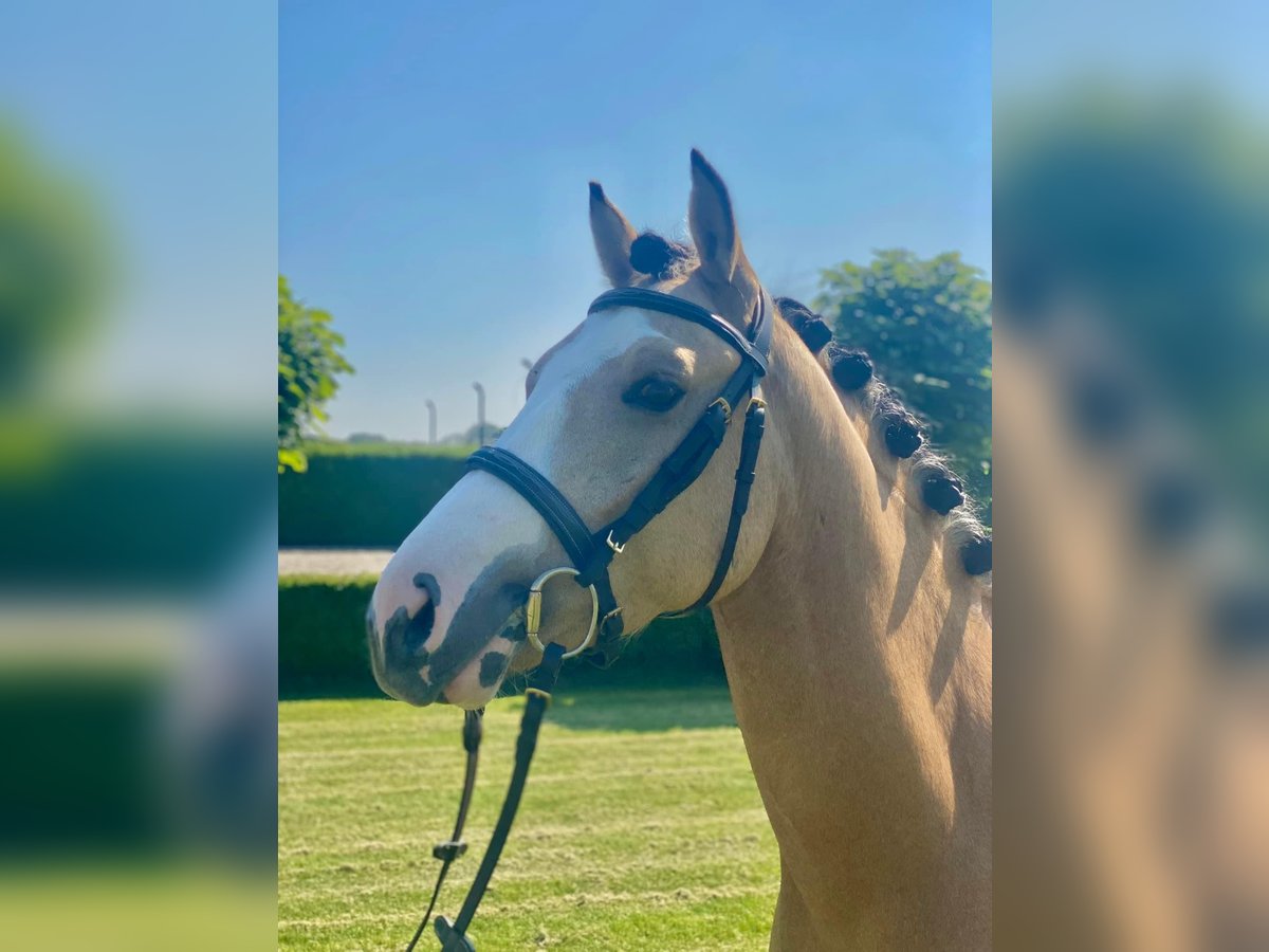 Welsh D (Cob) Mix Stallion 6 years 13,3 hh Pearl in Nuth