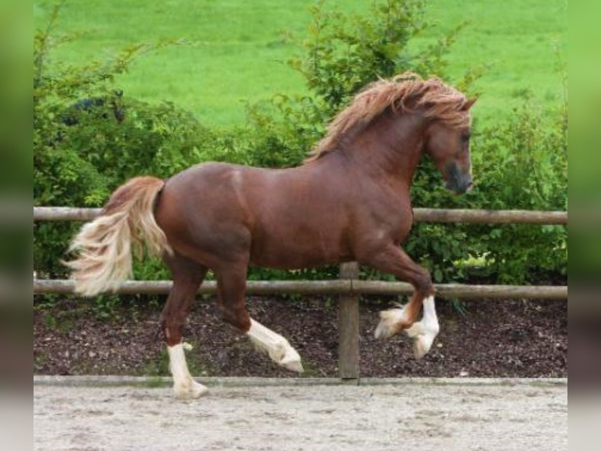 Welsh D (Cob) Stallion Chestnut-Red in Stahnsdorf