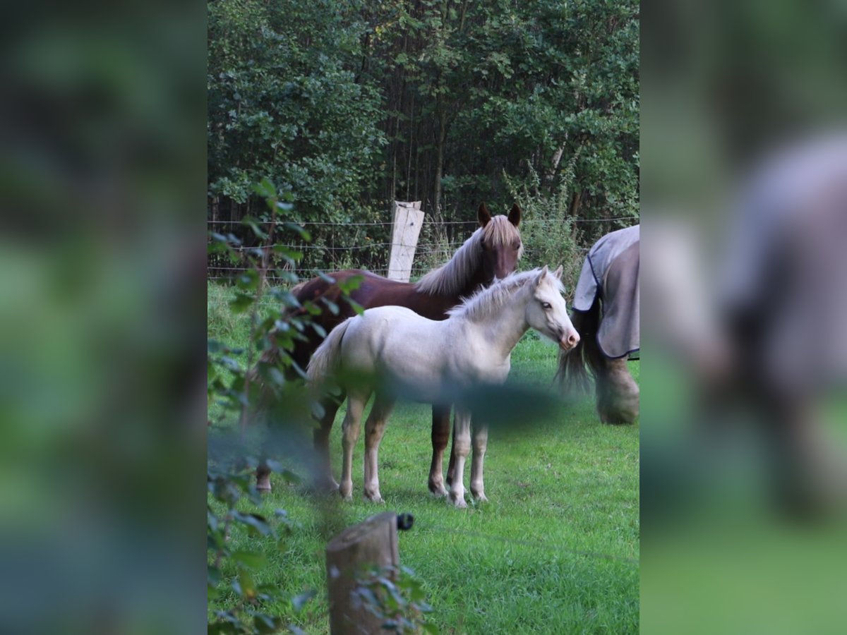 Welsh D (Cob) Sto 1 år 135 cm Palomino in Celle