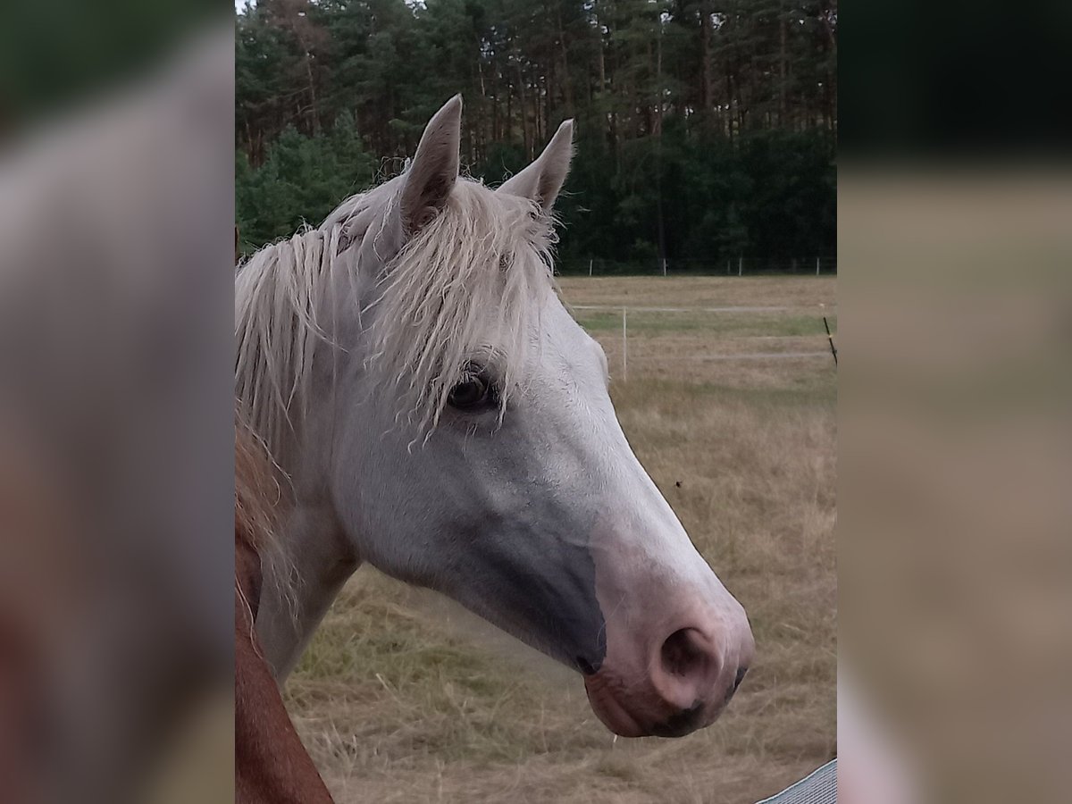 Welsh D (Cob) Sto 1 år 150 cm Palomino in Celle